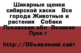 Шикарные щенки сибирской хаски - Все города Животные и растения » Собаки   . Псковская обл.,Великие Луки г.